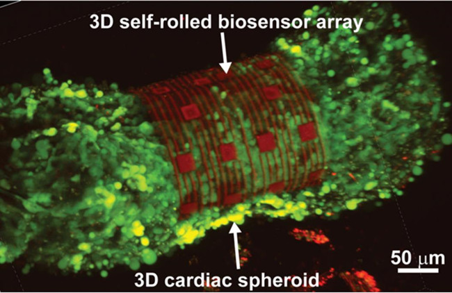 国外开发3D自动滚动生物传感器阵列 研究心脏细胞的相互通信作用