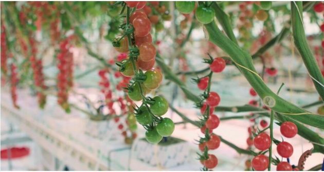 AI种植出的番茄